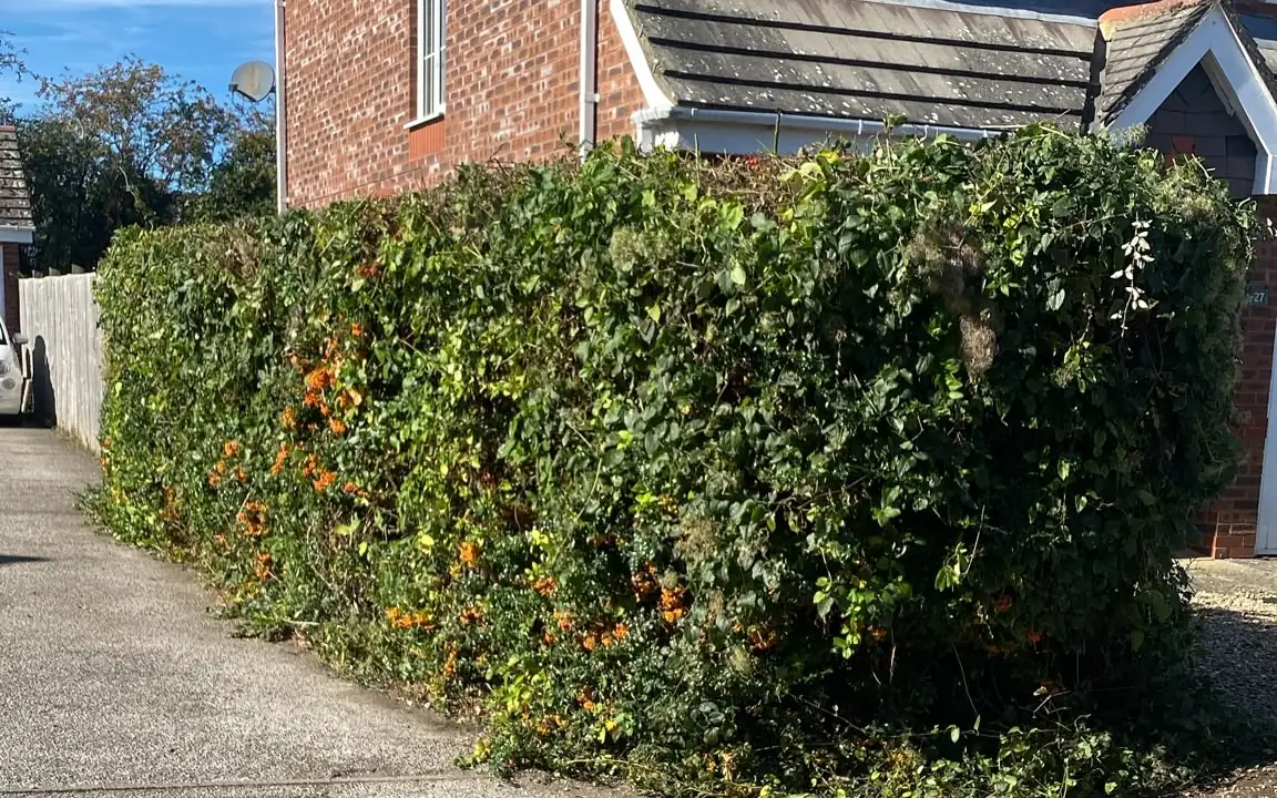 After: the same hedge cut back neat and square