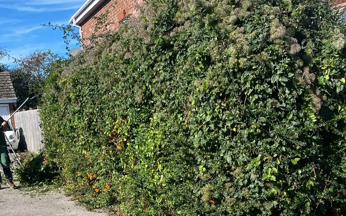 Before: an overgrown hedge spilling onto a driveway
