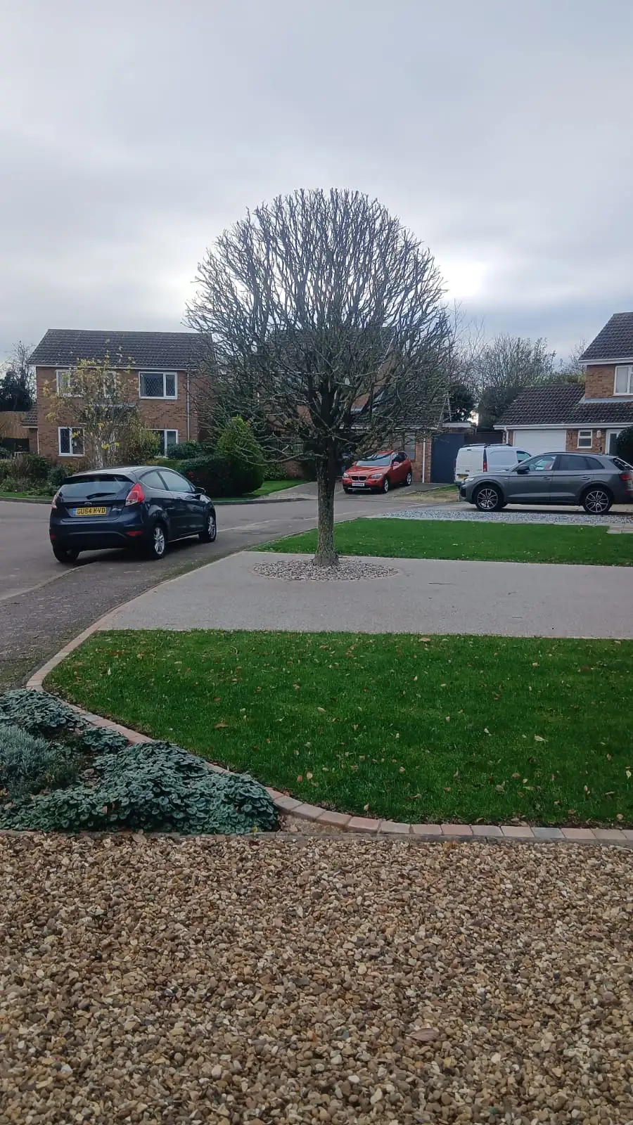 After: the same tree neatly pollarded, with the site cleared