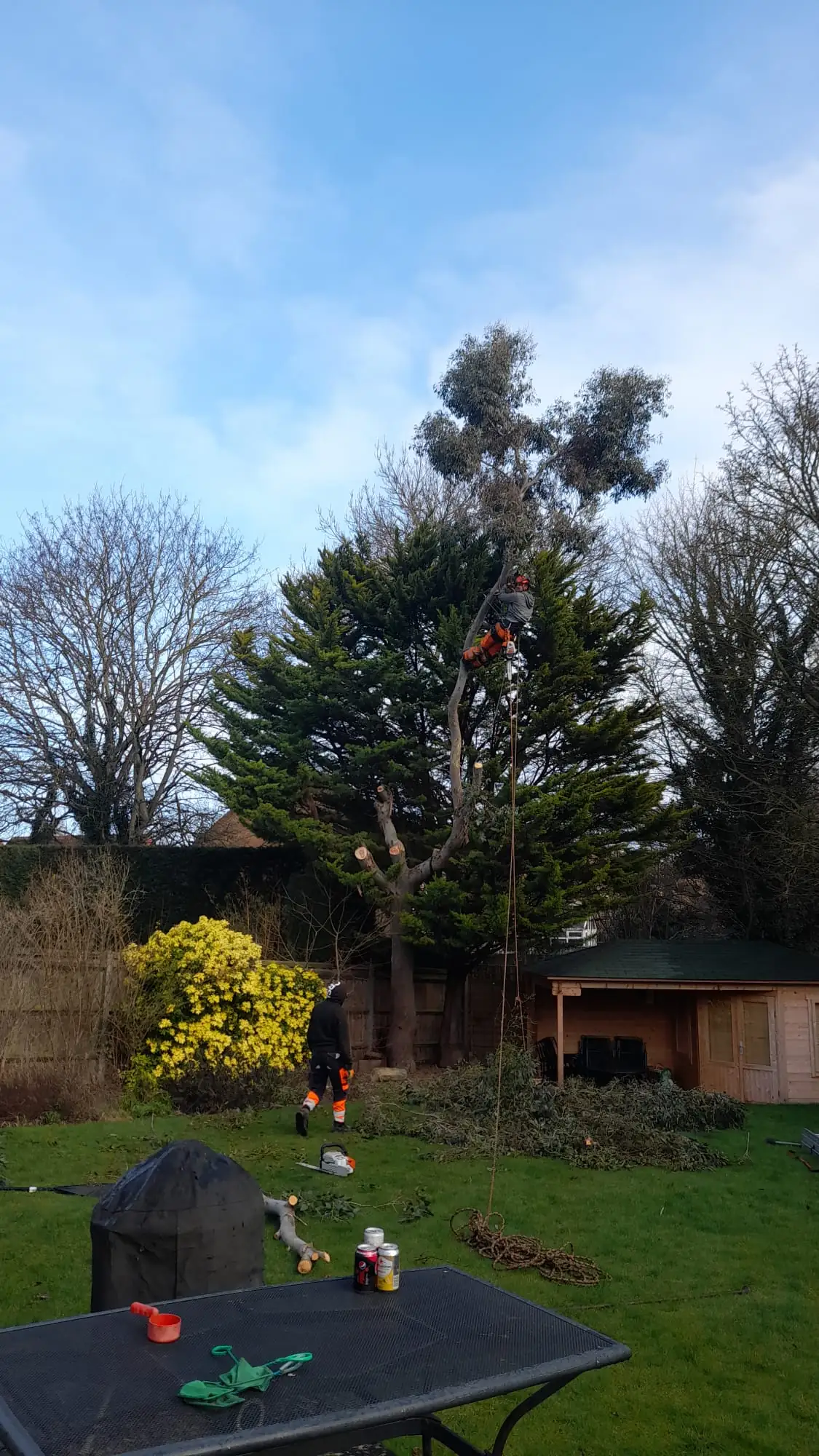 PH climber taking a large conifer down in sections in a back garden