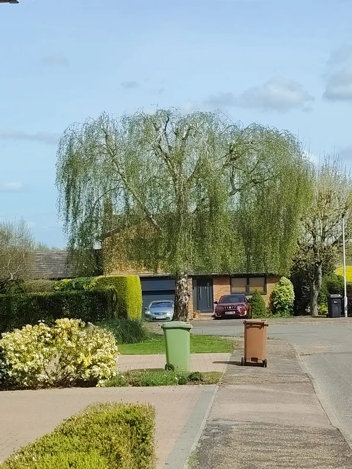 A large weeping willow in a front garden